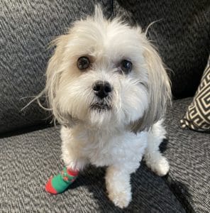 2020 certainly has been one of those "I can't find 3 out of 4 socks!" kind of years! Credit: M. Sualp "Maggie in sock-therapy from eating her paw!"